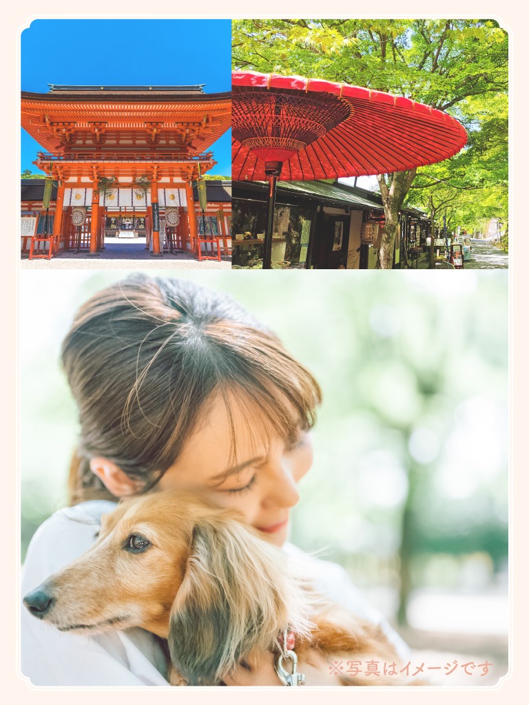 送迎サービスや貸切観光も可能な「ペットタクシー レオン」。京都市中京区で当日予約可能です。